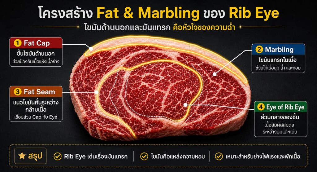 เจาะลึกโครงสร้าง "เนื้อ Rib Eye" เปิดลายแทงความอร่อยที่ผู้บริโภคยุคใหม่ต้องรู้