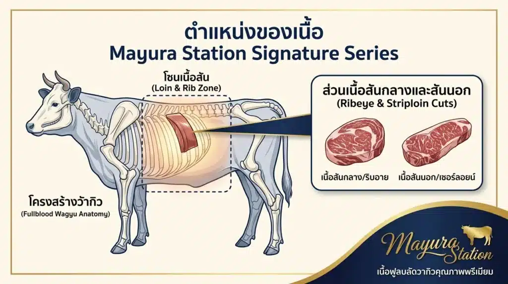 Mayura Station Signature Series – Chocolate-Fed Fullblood Wagyu ระดับเรือธงจากออสเตรเลีย